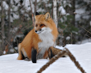 Red Fox stock photos. Fox Image. Red fox close-up profile view in the winter season in its environment and habitat with blur forest  background displaying bushy fox tail, fur.