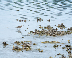 Eurasian curlew or common curlew (Numenius arquata). Marshes of Bengoa, Marismas de Santo&ntilde;a, Victoria y Joyel Natural Park, Cantabrian Sea, Cantabria, Spain, Europe