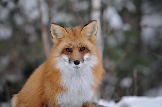 Red Fox stock photos. Fox Image. Red fox head shot close-up profile front view with blur background  in the winter season in its environment and habitat. Looking at camera.