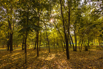 Fototapeta na wymiar autumn in the park with colourful foliage