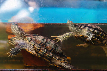 Domestic red-eared turtle in the aquarium. Pond slider. Trachemys scripta.