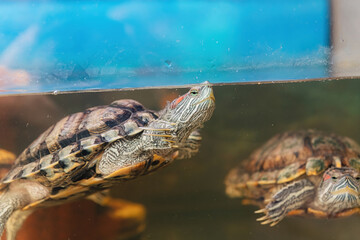 Domestic red-eared turtle in the aquarium. Pond slider. Trachemys scripta.