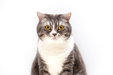 Portrait of British Shorthair cat on a white background. Selective focus.