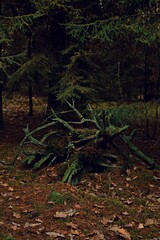 Przewalone leśne korzenie w jesiennej aurze. - obrazy, fototapety, plakaty