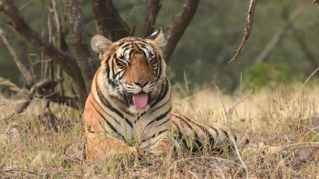 Close up shot of Wild female royal bengal tiger resting in natural green background at ranthambore national park or tiger reserve rajasthan india - panthera tigris tigris