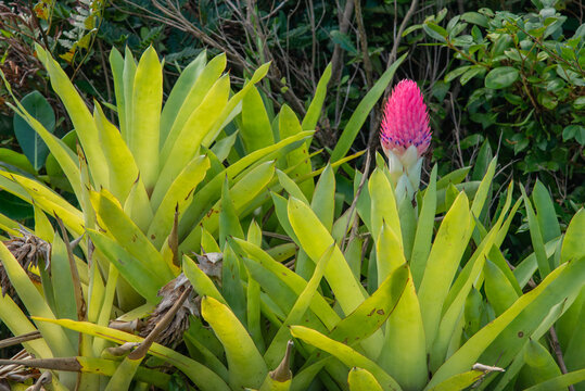 Bromélia de restinga do Paraná no sul do Brasil. Gênero Quesnelia. Floresce no verão.   