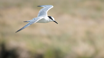 Sandwich tern on a Dutch island Rottumeroog.