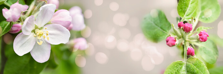 Fototapeta na wymiar Defocused widescreen spring background with Apple blossoms and buds, selective focus. Art design, banner