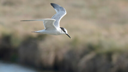 Sandwich tern on a Dutch island Rottumeroog.