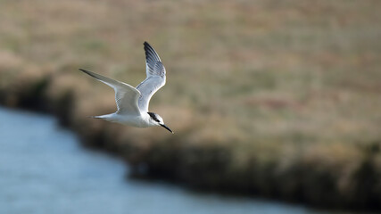 Sandwich tern on a Dutch island Rottumeroog.