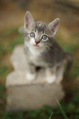 Funny ashy white kitten portrait in summer park closeup.