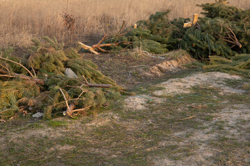 Used christmas trees thrown away in the field near residential houses