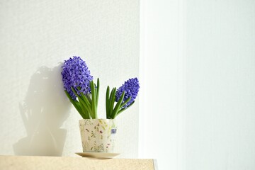 Purple hyacinth in a pot for home decoration