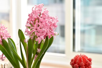 Close up view of pink hyacinth and red cactus
