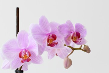 Pink orchid in front of bright white background 