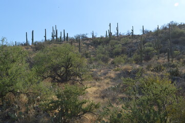 cactus in desert