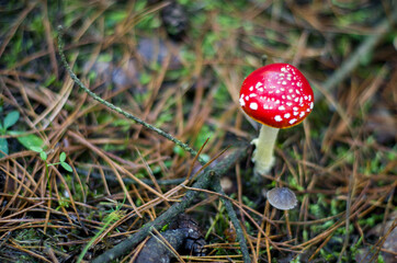 Single toadstool in the forest