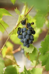 ripe blue grape hang in summer garden among green leaves