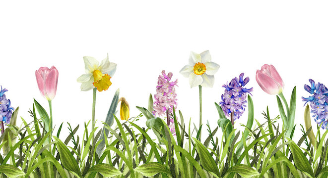 Watercolor botanical illustration Green grass with tulips; narcissus; hyacinth flowers. Hand drawn spring fresh floral background. Horizontal border. Seamless pattern.