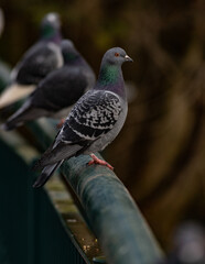 Feral pigeon sitting on a metal railing in a park, Ballymena, County Antrim, Northern Ireland