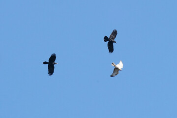 common buzzard and crows