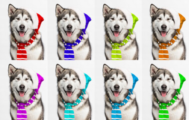 Alaskan Malamute dog in santa hat and scarf on white background