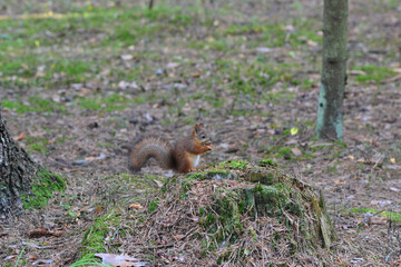 Cute squirrel in the park eating