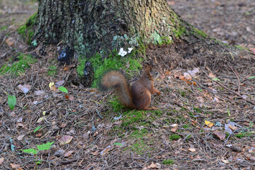 Cute squirrel sits under a tree