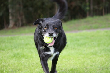 Black Dog Resting and Playing 