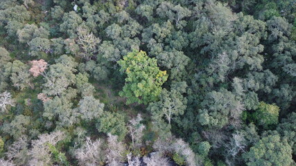 trees from the sky views