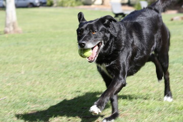 Black Dog Resting and Playing 