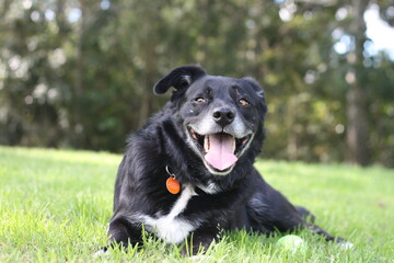 Black Dog Resting and Playing 