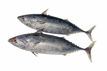 Small tuna caught in the Gulf of Thailand. Two fish on a white background.