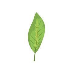 bird cherry leaf icon, colorful design