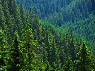 Green Spruce and fir forests panorama. Forested and wild mountainsides of Capatanii Mountains. Carpathia, Romania.