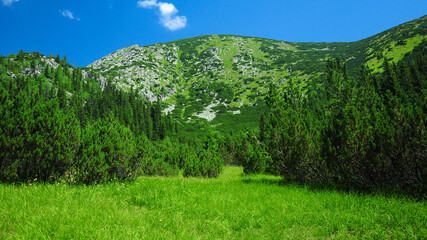 Alpine pasture populated by mountain pine bushes. The rocky crests of Retezat Massif rise  above this mountainous landscape. Carpathian Mountains, Romania. © Alexandru V