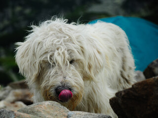 Close up portrait of a white furry sheepdog licking its nose. Retezat Mountains, Carpathia, Romania.