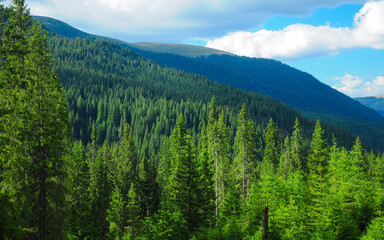 The alpine forested mountainsides of Capatanii Mountains. Carpathian Mountains are home to numerous wild and preserved wild woodlands. Romania.