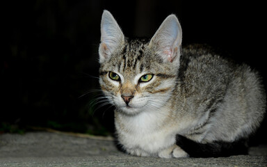 Naklejka na ściany i meble Tabby grey young cat sitting on an alley. The cat has green eyes. 