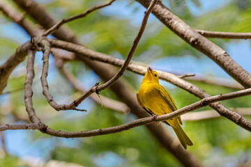 yellow and blue bird