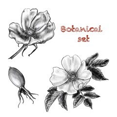 The flowers and berries of wild rose. Botanical vintage set. Digital illustration