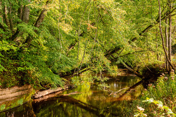 two trees leaning over a small river