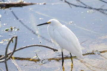 egret