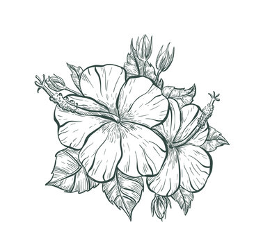 Vintage flower sign. Sketch Hibiscus flower, isolated illustration. Tropical Hibiscus flower, vector sketch print.