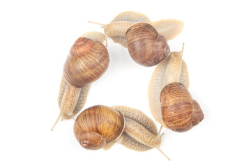 Helix pomatia. grape snail on a white background. mollusc and invertebrate. gourmet protein meat food. communication of the individual in society
