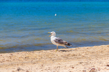Seagull on a sandy beach of the Black sea