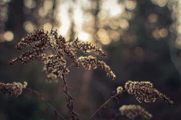 Pflanze im Sonnenuntergang