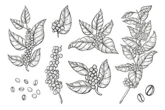 Coffee branches and beans sketch style. Hand drawn set of coffee tree branches with leaves, flowers and ripe fruits. 
