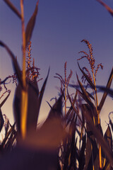 Maisfeld im herbst in deutschalnd