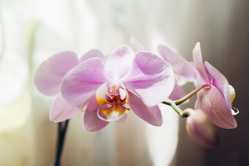 Purple orchid phalaenopsis. Home plants. Close-up of blooming violet flowers